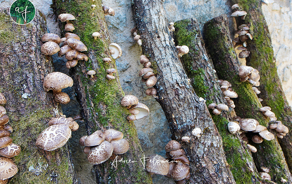 Culture de shiitakés sur billots dans un jardin nourricier
