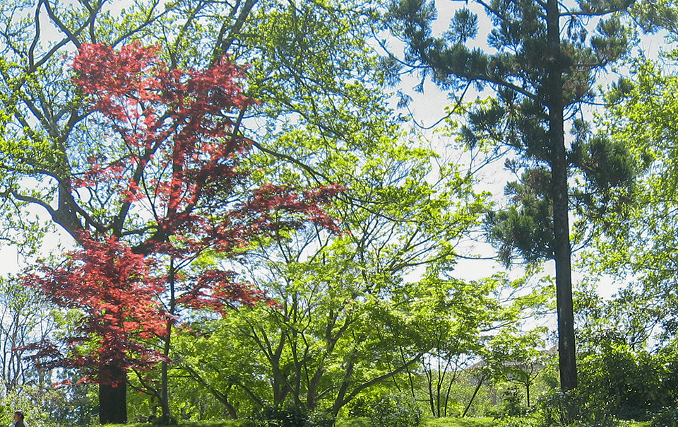 Équilibre entre ombre et lumière au jardin