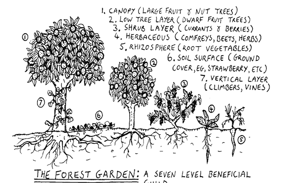 Les sept strates végétales en permaculture
