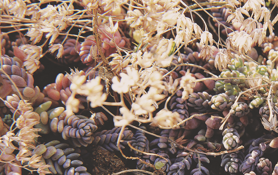Sedum au jardin écologique