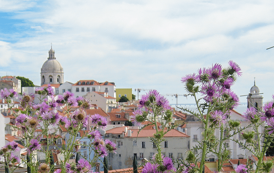 Chardons devant la vue sur l'Alfama à Lisbonne