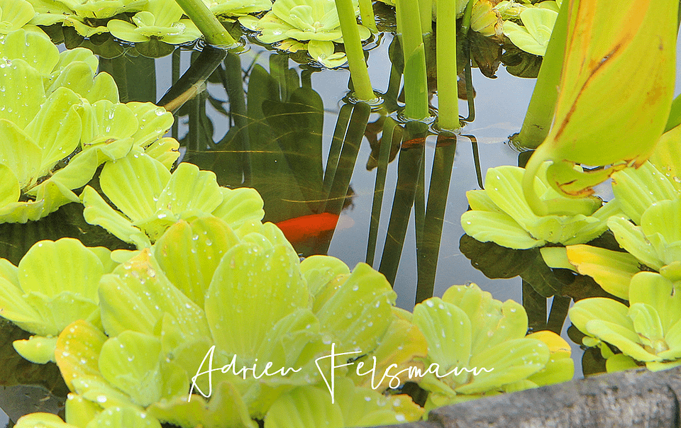 Phytoépuration et poissons pour un bassin équilibré