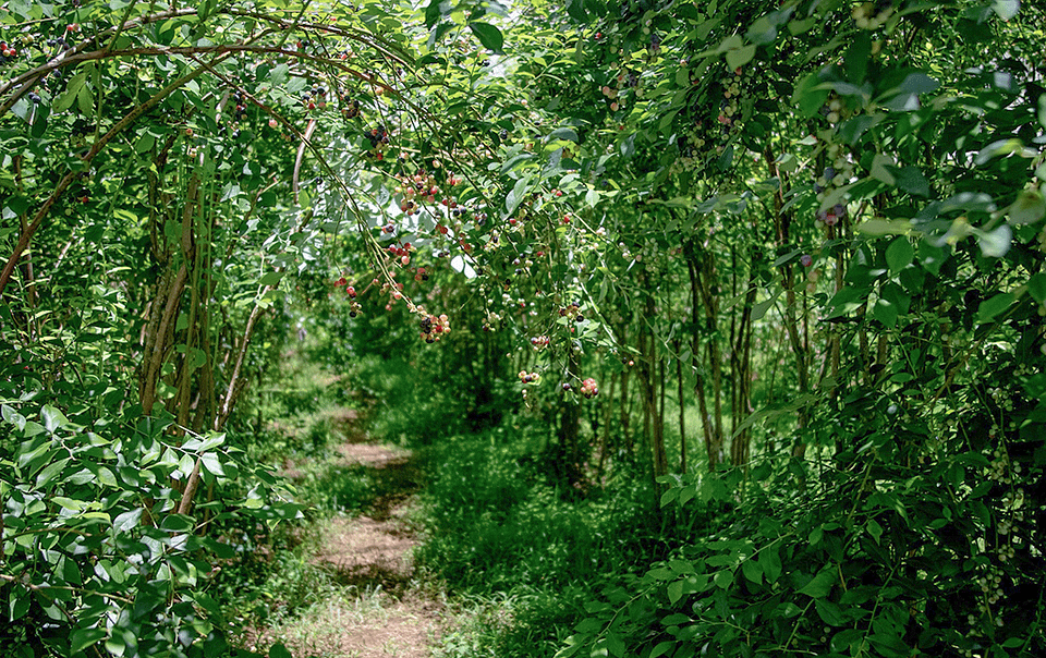 Jardin forêt nourricier