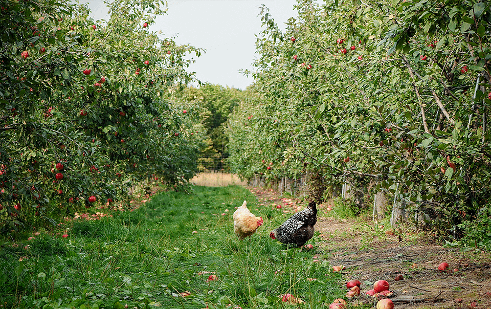 Poules au verger en agroforesterie