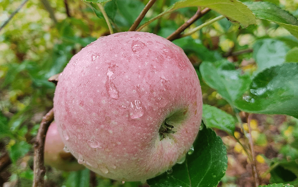 Pommier Muscade variété locale
