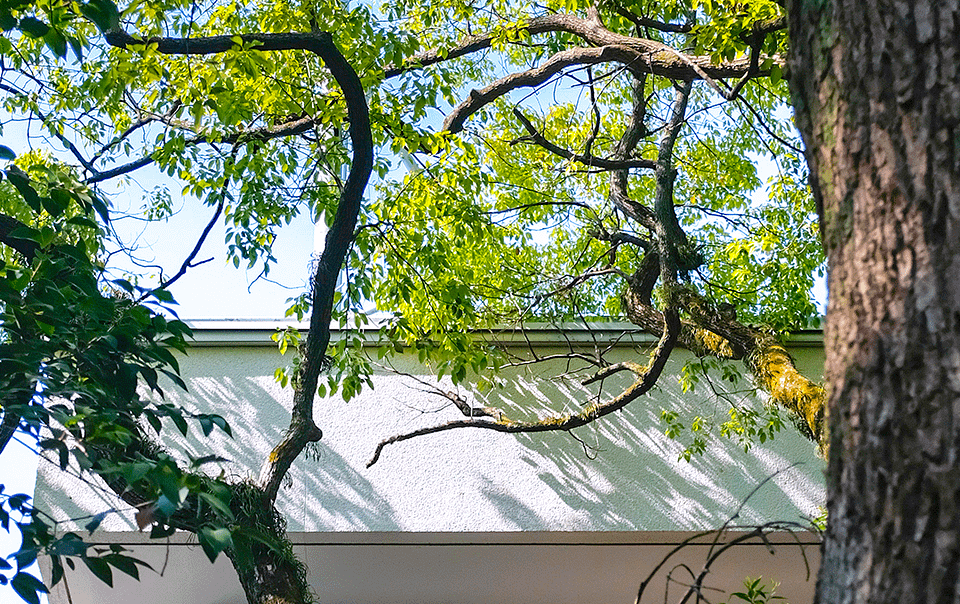Ombre d'un arbre sur un immeuble en ville