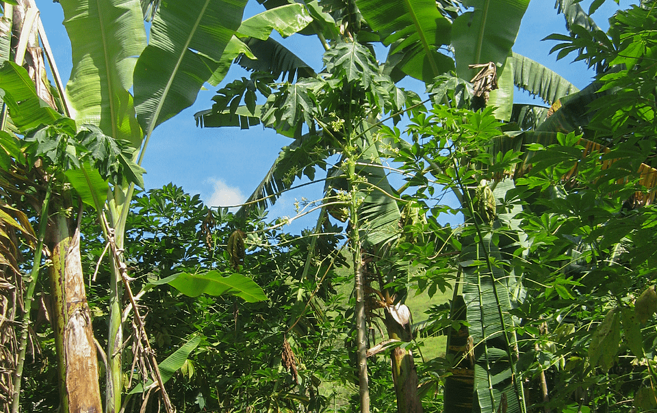 Système d'agriculture syntropique ou agroforesterie successionnelle