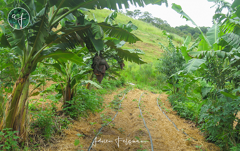 Culture maraîchère en agroforesterie successionnelle