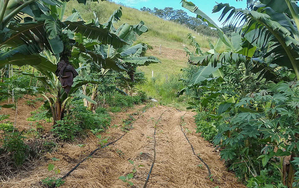Planche de culture maraîchère en agroforesterie successionnelle