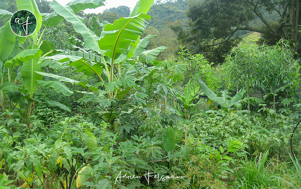 Plantes productrices de biomasse en agroforesterie syntropique