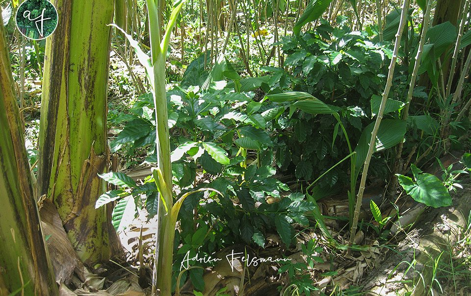 Strate basse d'une plantation en agroforesterie successionnelle