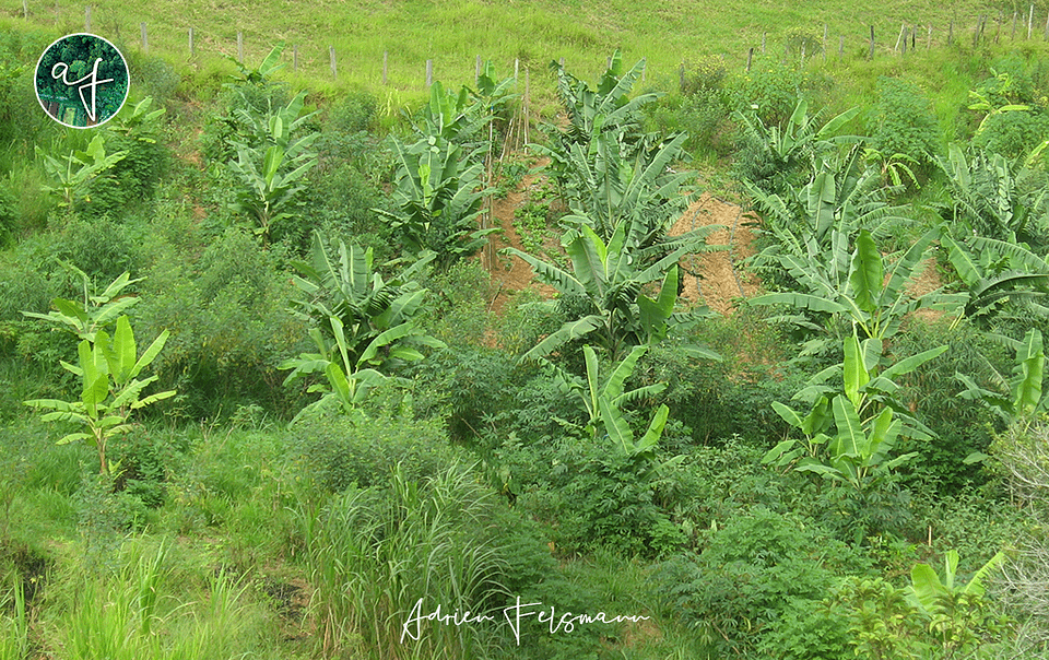 Planches maraîchères et les arbres de l'agro-forêt