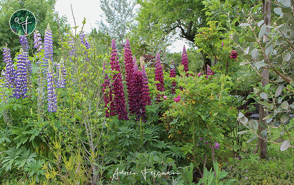 Guilde de permaculture dans un jardin naturel