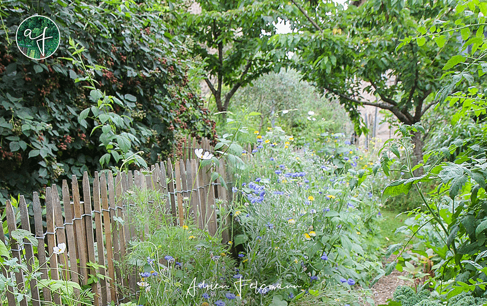 Jardin forêt nourricier et fleuri