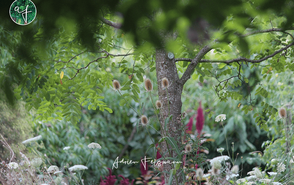 Prairie naturelle sous un robinier