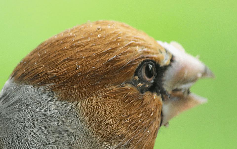 Gros-bec casse noyaux au jardin naturel