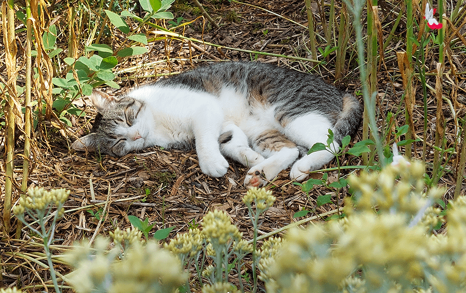 Le chat fait la sieste au jardin
