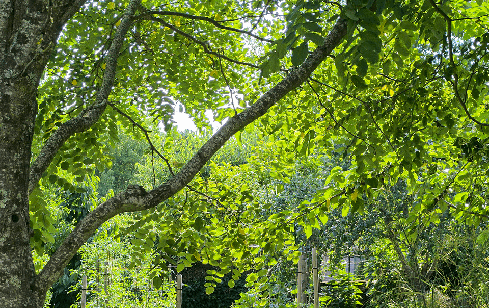 Potager en permaculture avec des arbres fixateurs d'azote