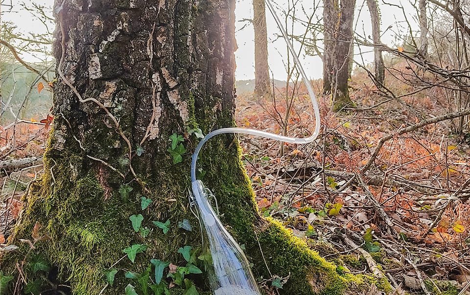 Récolte de l'eau de bouleau
