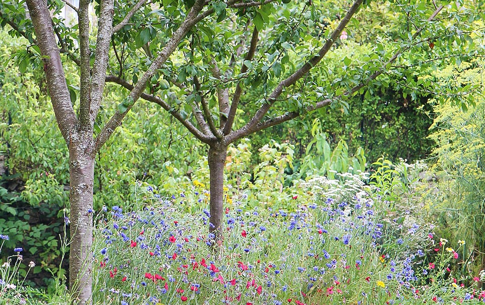 Prairie fleurie pour les oiseaux