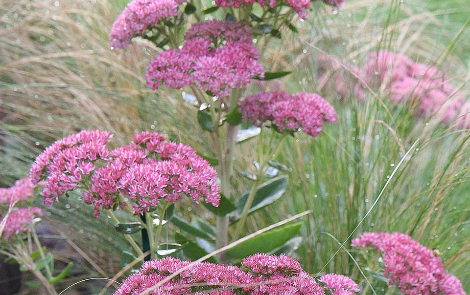 Orpin en fleur