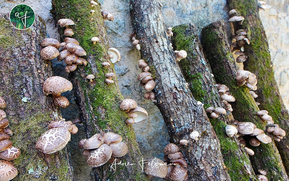 Culture de shiitakés sur billots dans un jardin nourricier