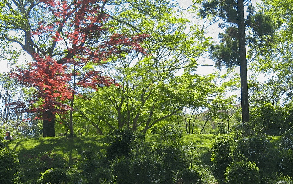 Équilibre entre ombre et lumière au jardin