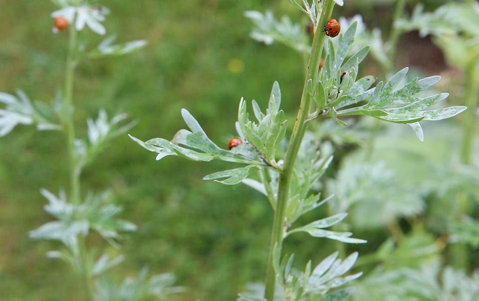 Nombreuses coccinelles sur une absinthe