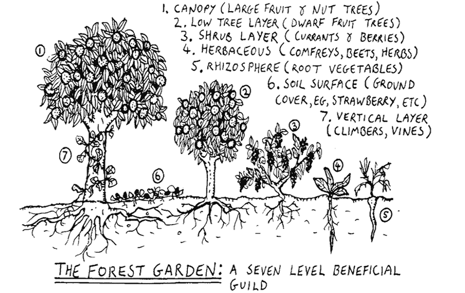 Les sept strates végétales en permaculture