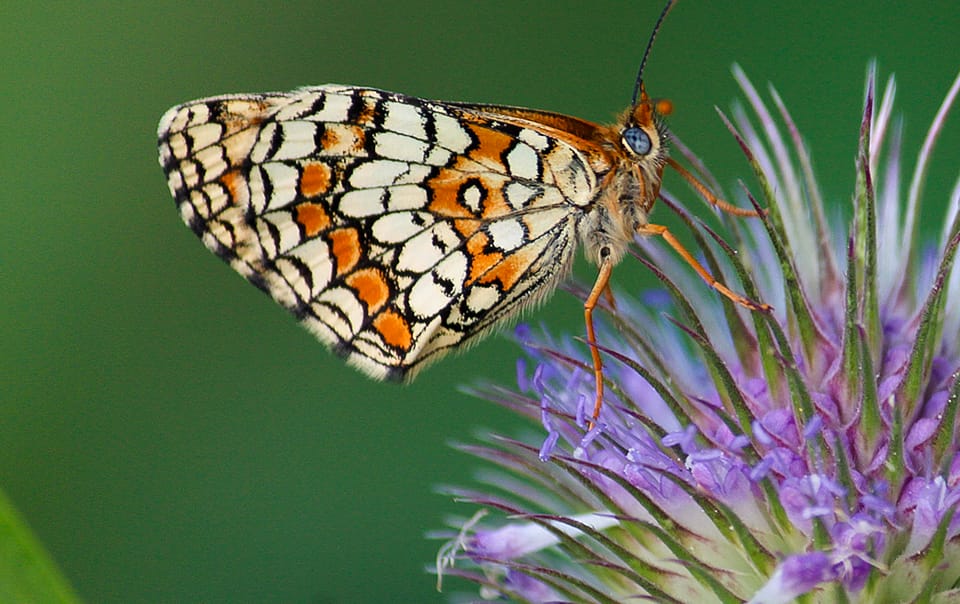 Papillon Mélitée des scabieuses sur une cardère sauvage