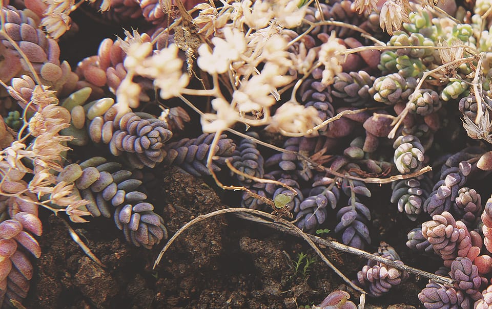 Sedum au jardin écologique
