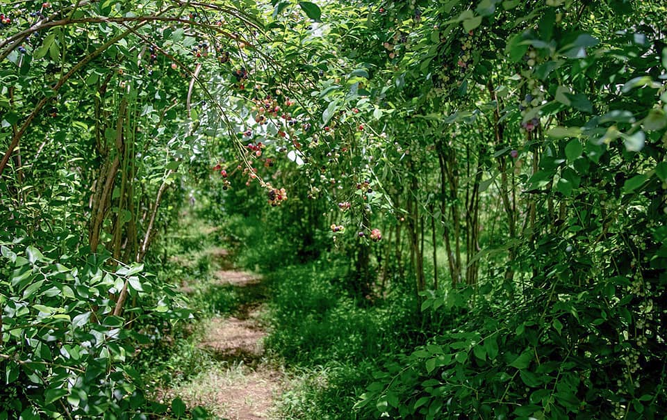 Jardin forêt nourricier