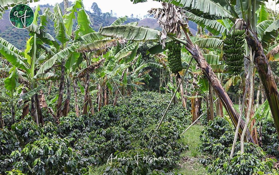 Plantation associée de café et bananier en Colombie