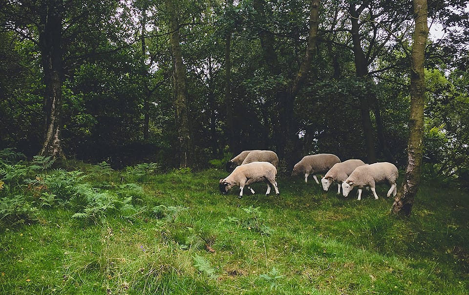 Moutons sous les arbres en agroforesterie