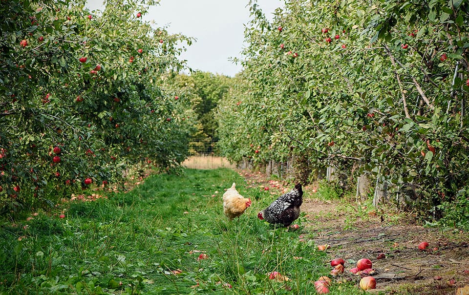 Poules au verger en agroforesterie