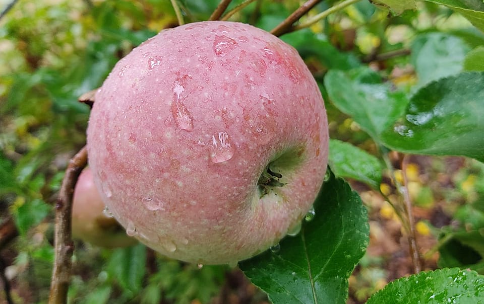 Pommier Muscade variété locale