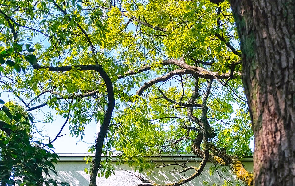 Ombre d'un arbre sur un immeuble en ville