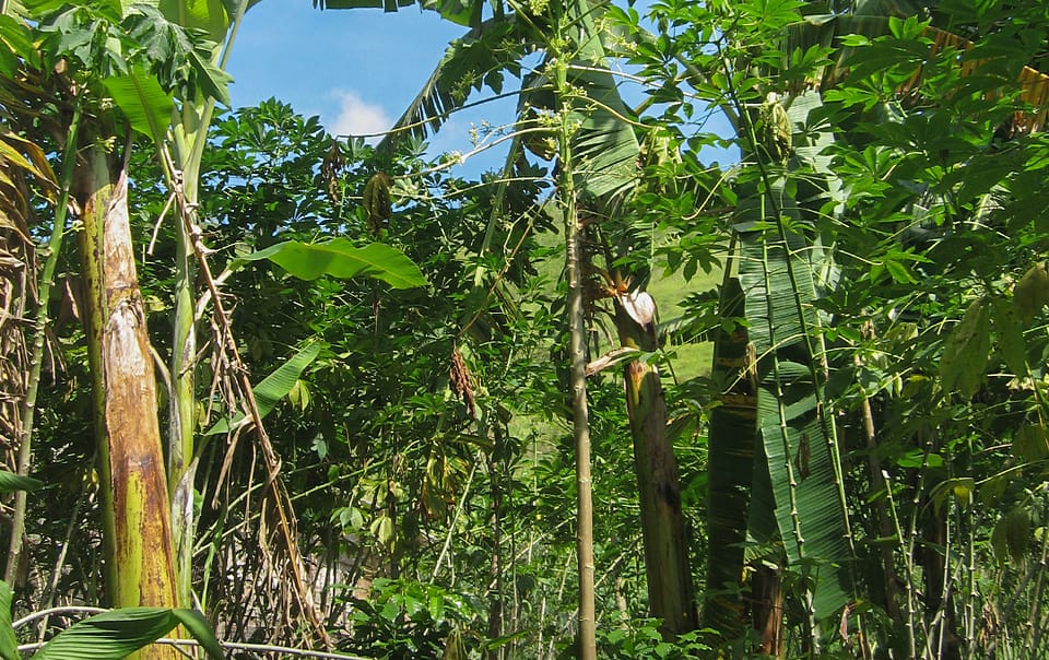 Système d'agriculture syntropique ou agroforesterie successionnelle