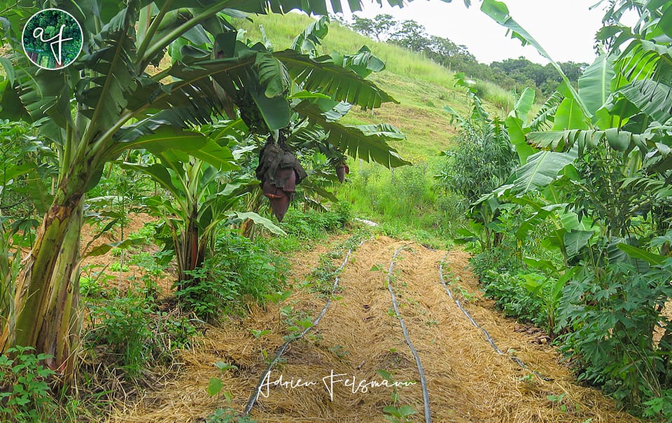 Culture maraîchère en agroforesterie successionnelle