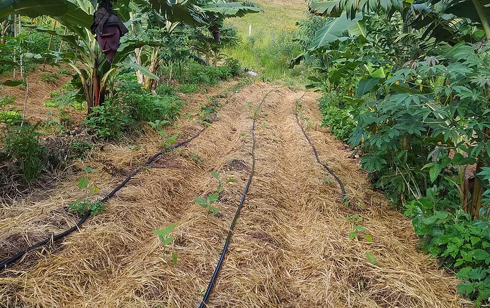 Planche de culture maraîchère en agroforesterie successionnelle