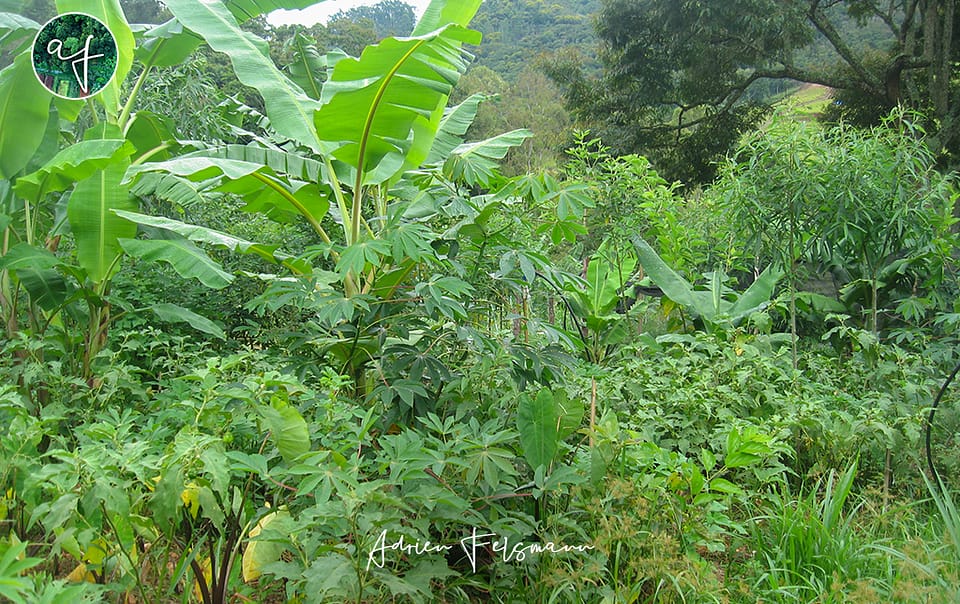 Plantes productrices de biomasse en agroforesterie syntropique