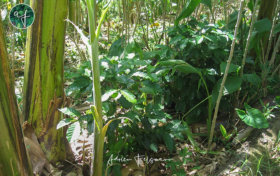 Strate basse d'une plantation en agroforesterie successionnelle