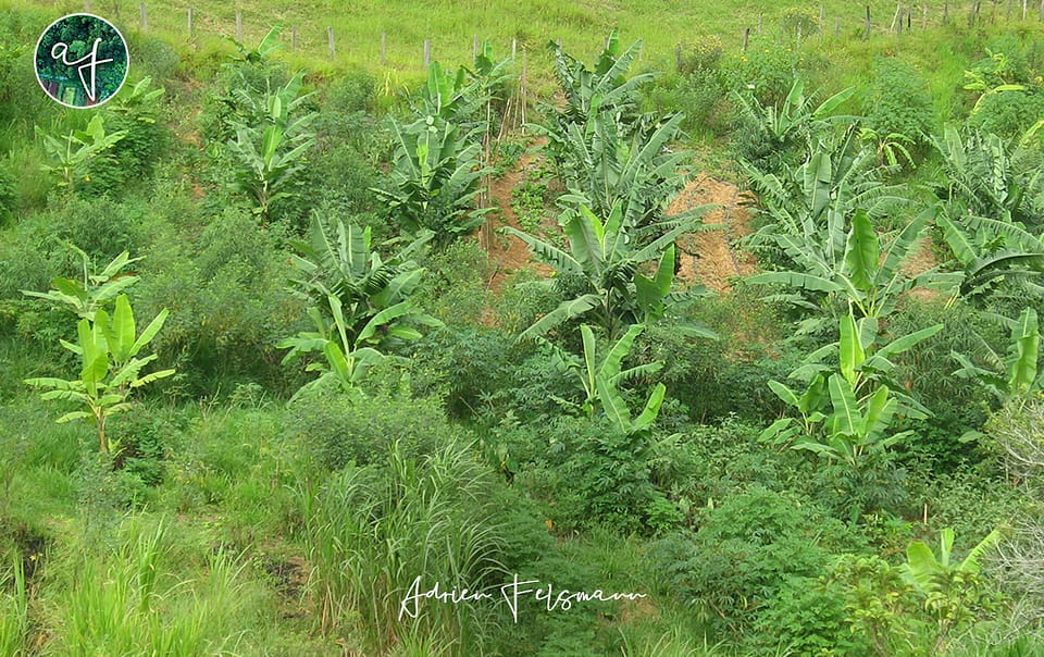 Planches maraîchères et les arbres de l'agro-forêt