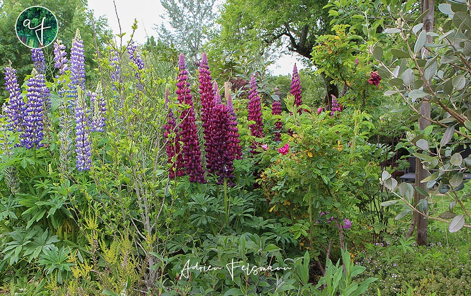 Guilde de permaculture dans un jardin naturel