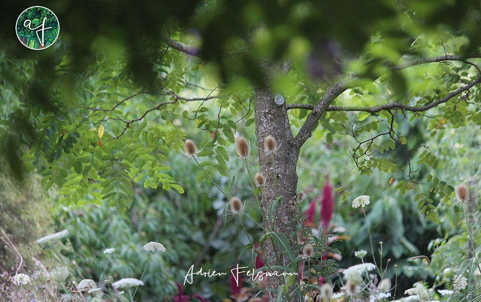 Prairie naturelle sous un robinier