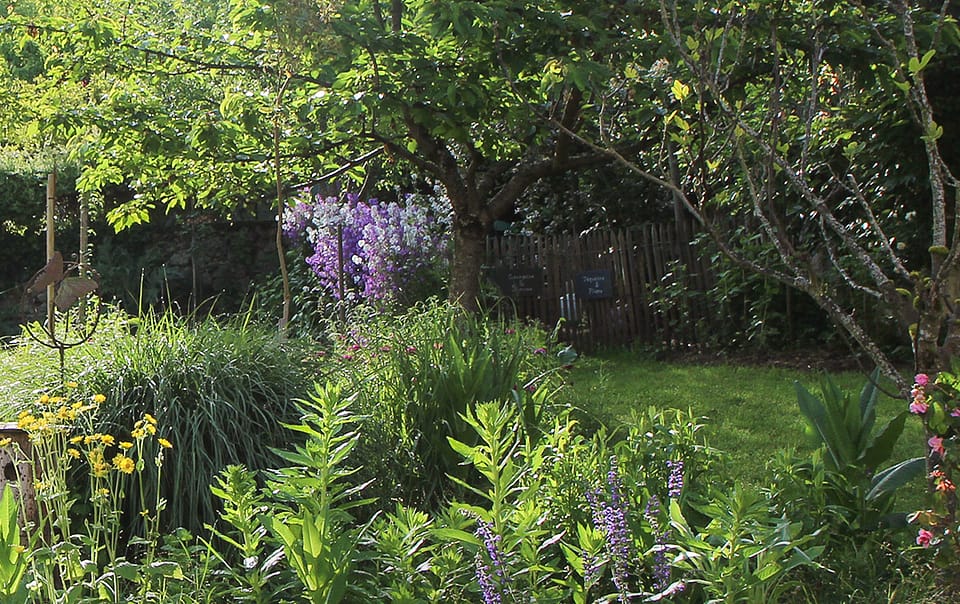 Massif de plantes sauvages dans un jardin écologique