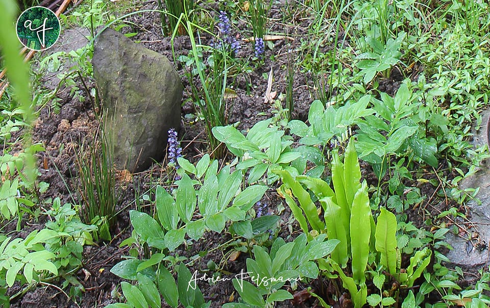 Plantes sauvages de terrain humide