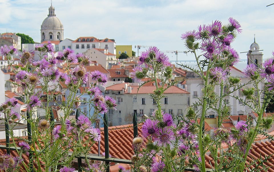 Chardons devant la vue sur l'Alfama à Lisbonne