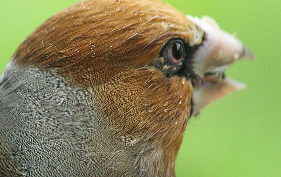 Gros-bec casse noyaux au jardin naturel