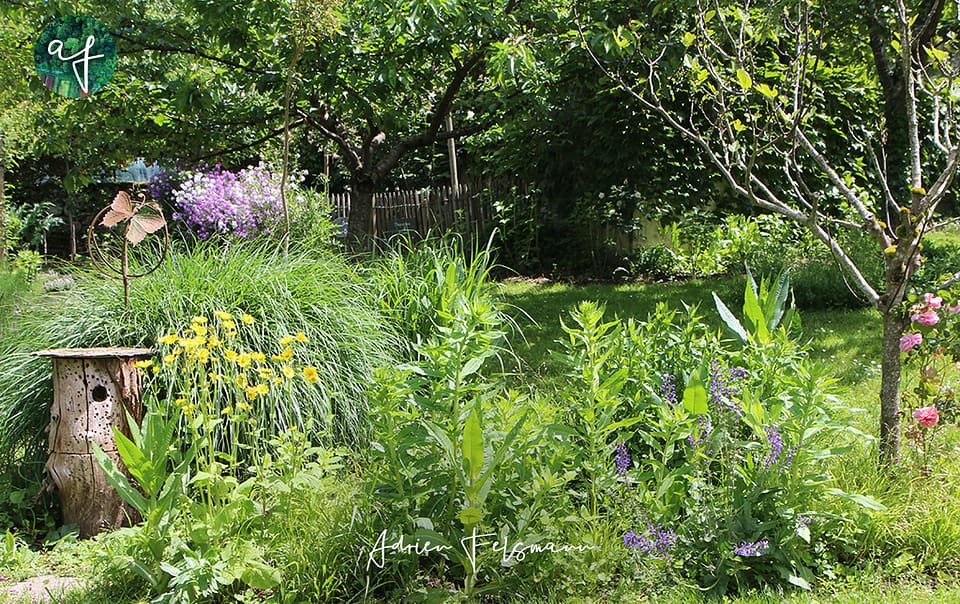 Jardin sauvage et biodiversité à Toulouse
